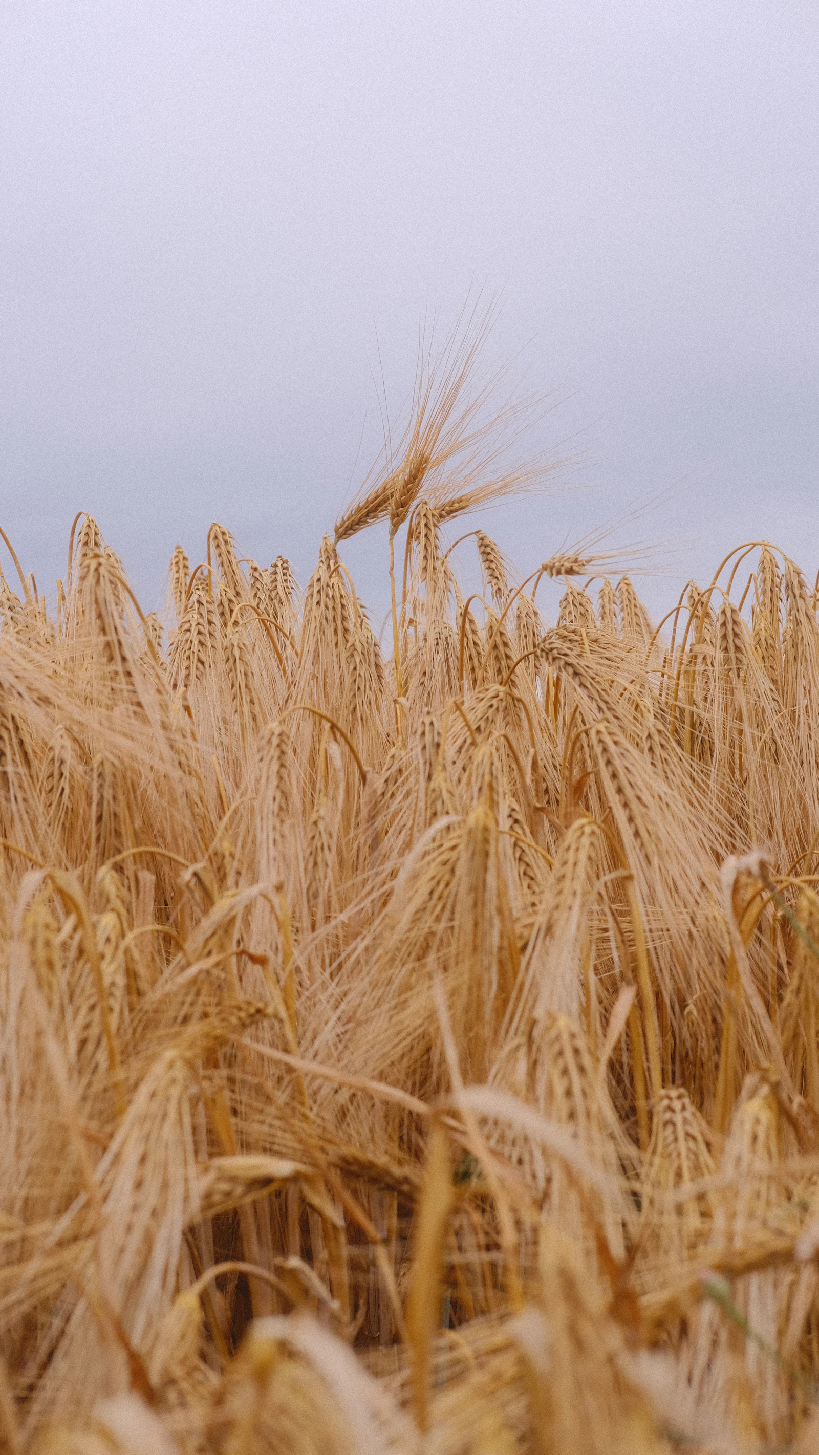 Food Commodities