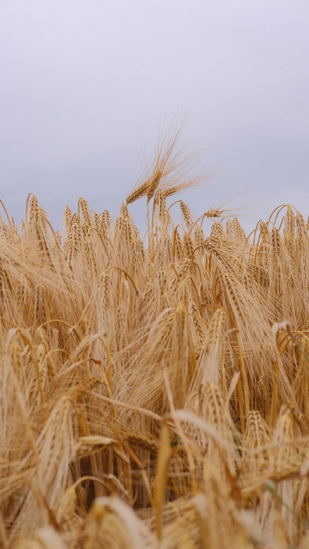 a field of ripe wheat with a sky in the background