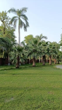 a grassy area with palm trees in the background