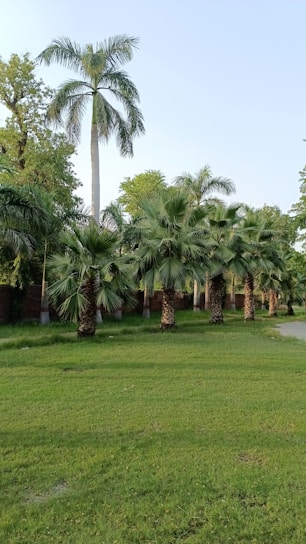 a grassy area with palm trees in the background