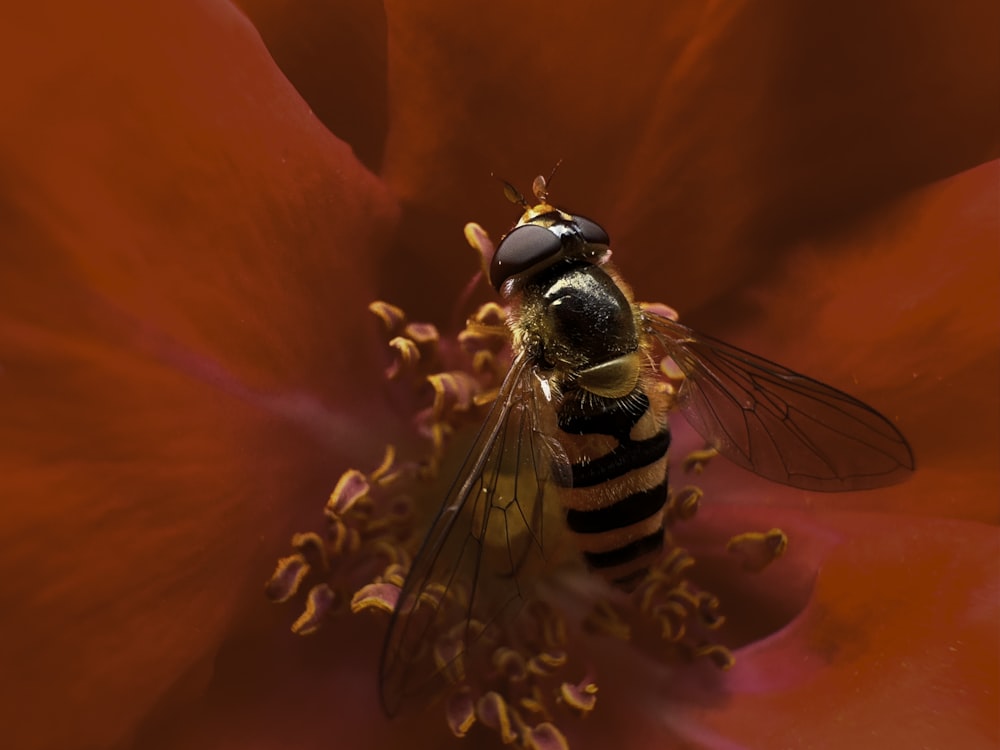 a close up of a bee on a flower