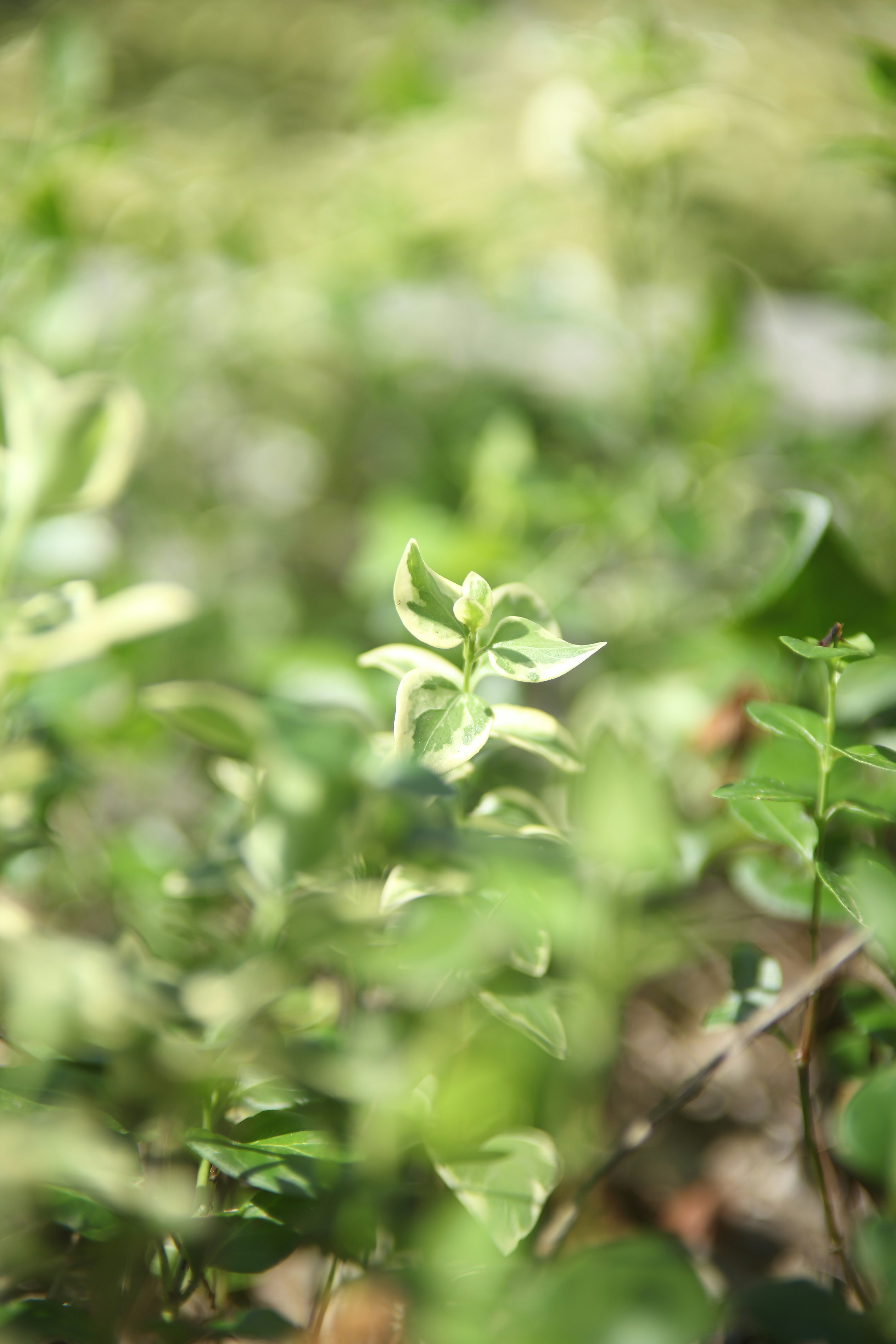 Photo by takatsuchida