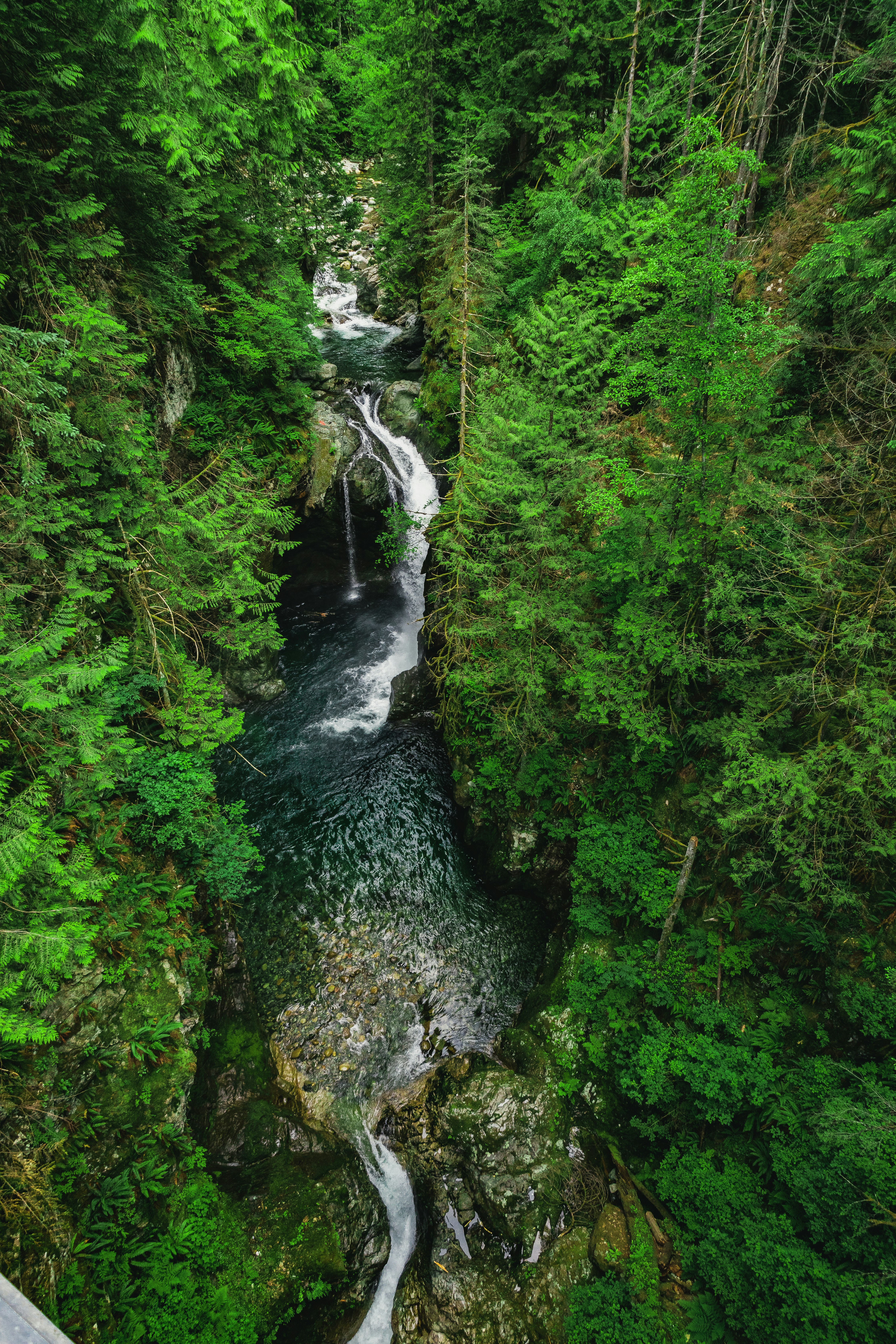 a river running through a lush green forest