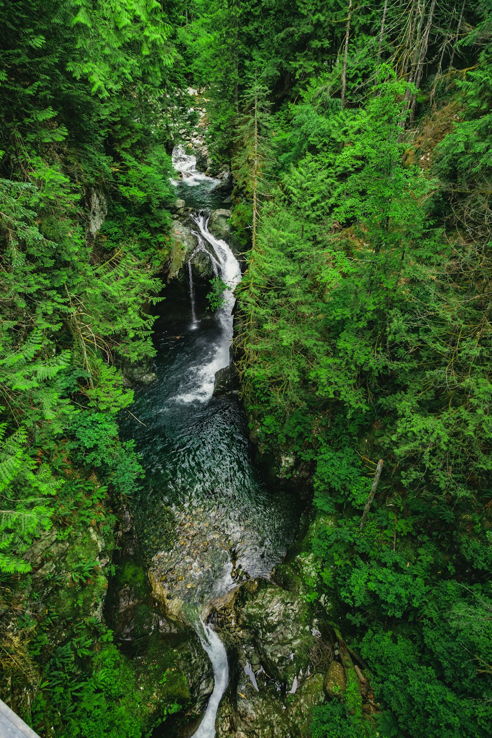 a river running through a lush green forest