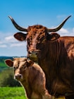 a couple of cows standing on top of a lush green field