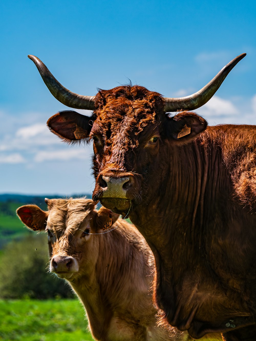 a couple of cows standing on top of a lush green field