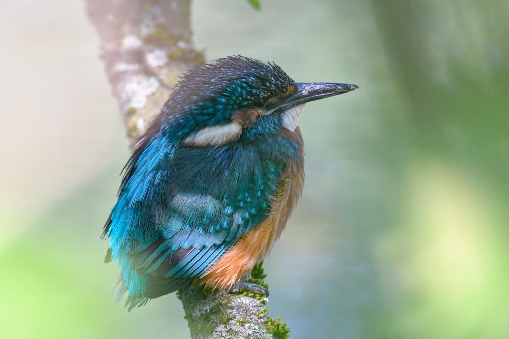 Un pájaro colorido sentado en una rama de un árbol