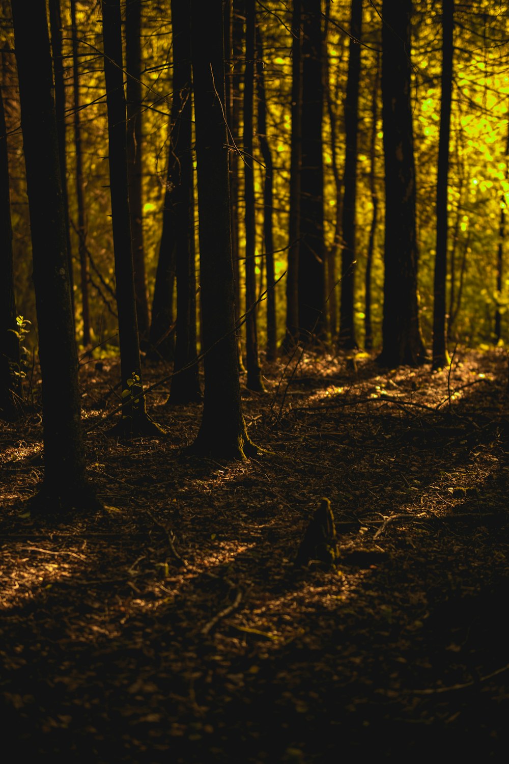 a forest filled with lots of tall trees