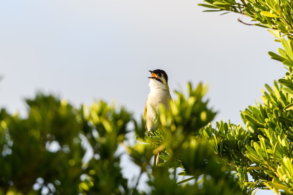 a small bird perched on top of a tree