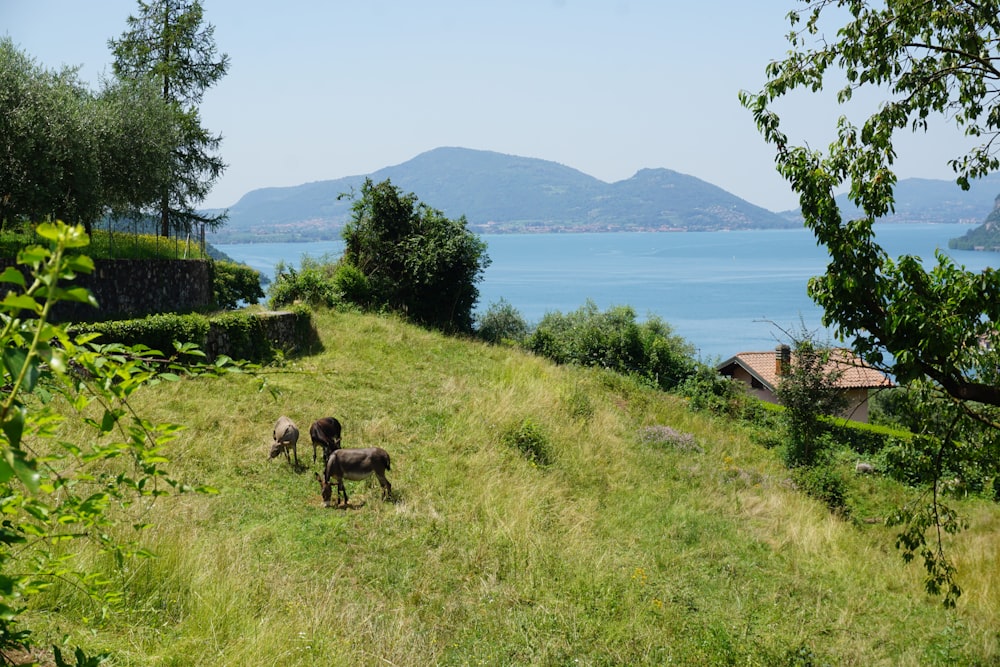 a couple of animals that are standing in the grass