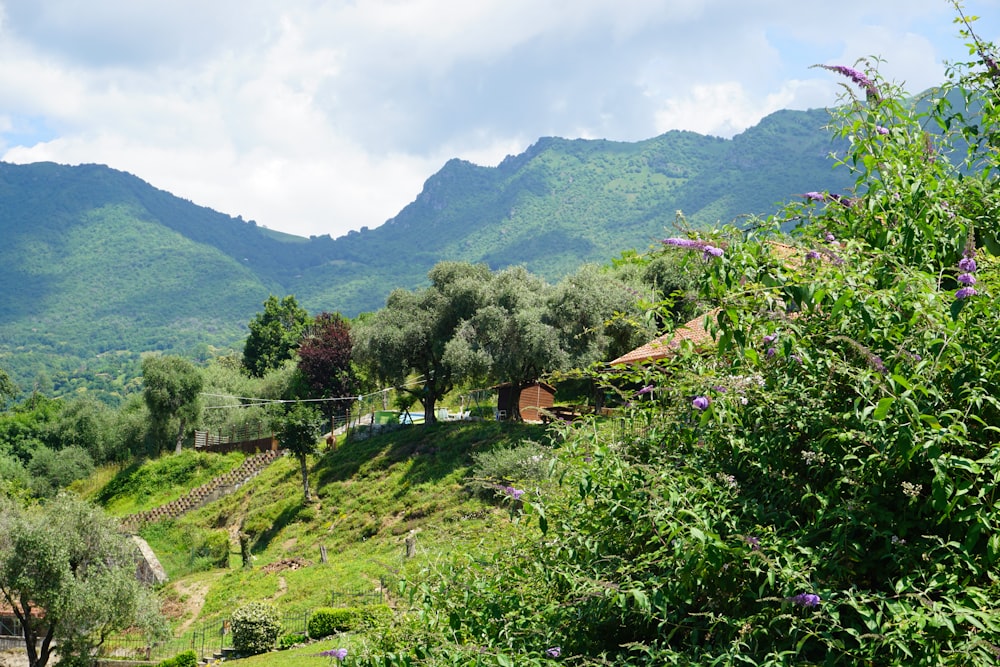 a lush green hillside covered in lots of trees