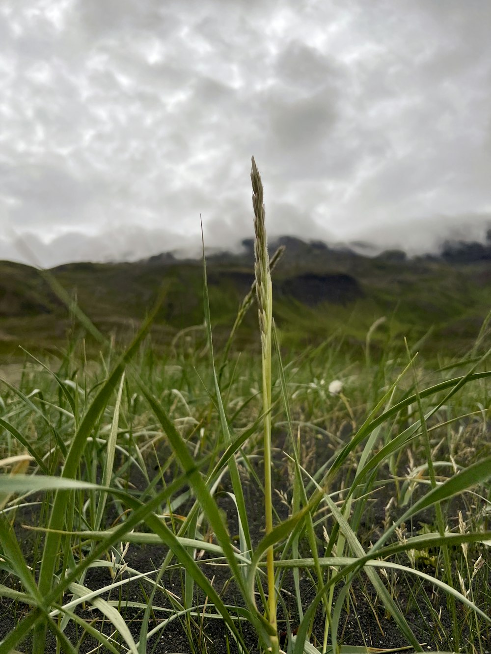 a close up of a grass field with clouds in the background