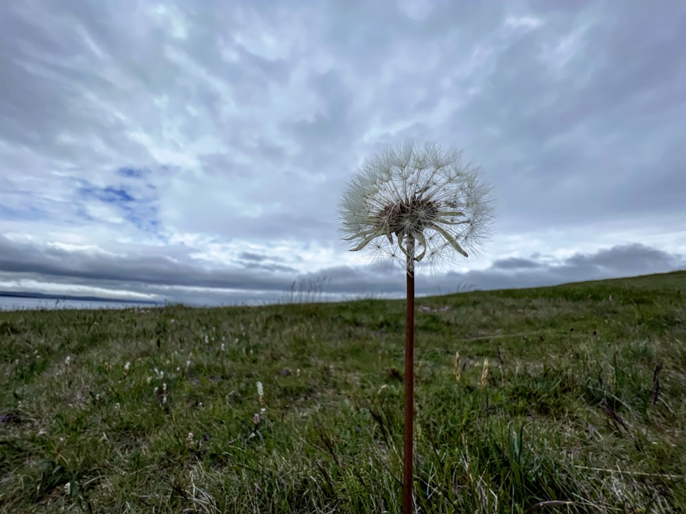 a dandelion in a field with a cloudy sky