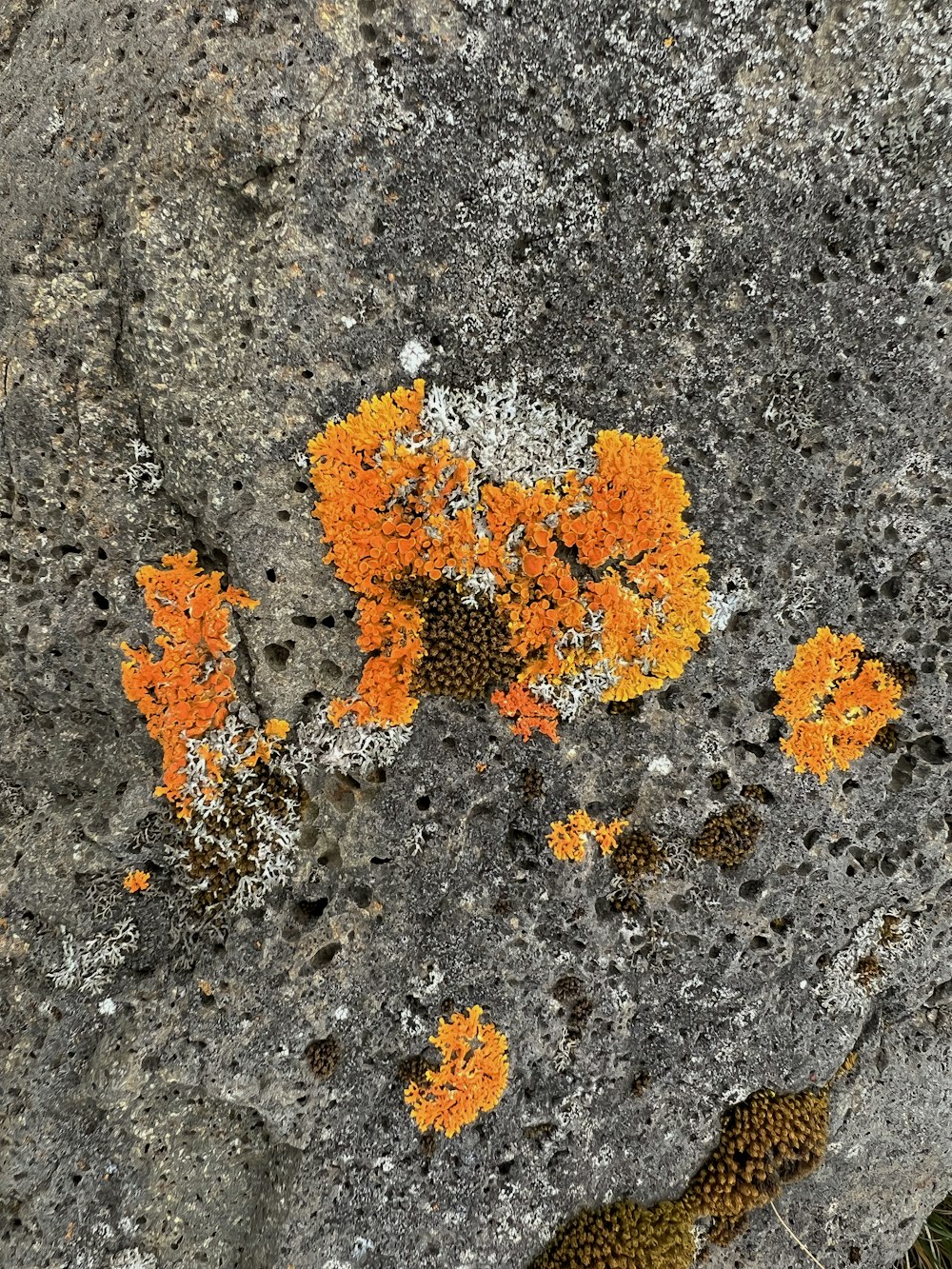 orange lichens and moss growing on a rock