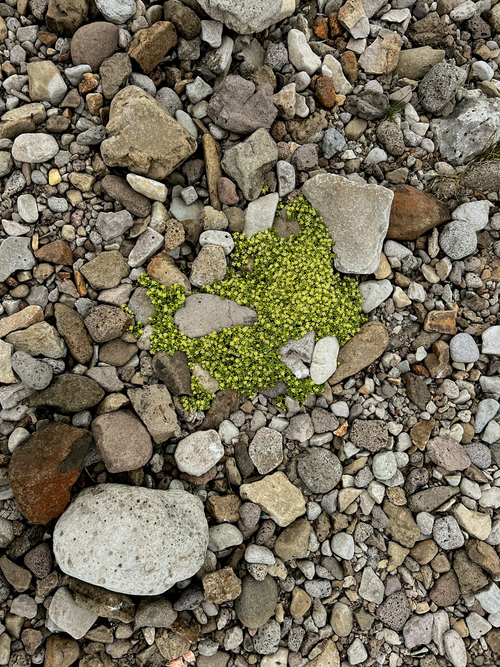 a green plant growing out of a pile of rocks