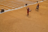 A vast area of harvested grain spread out for drying with distinct rows can be seen. Two individuals, one walking with a tool and another riding a bicycle, traverse the grain-covered surface. Bricks are stacked at intervals along the edges.