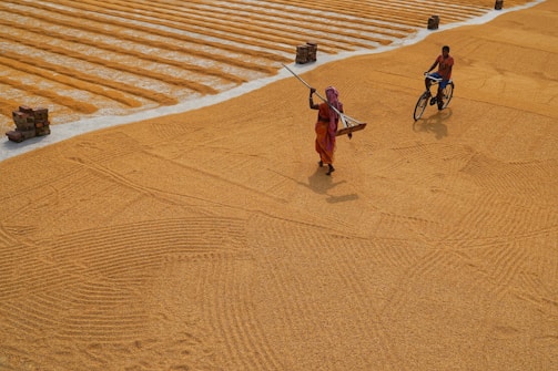 A vast area of harvested grain spread out for drying with distinct rows can be seen. Two individuals, one walking with a tool and another riding a bicycle, traverse the grain-covered surface. Bricks are stacked at intervals along the edges.