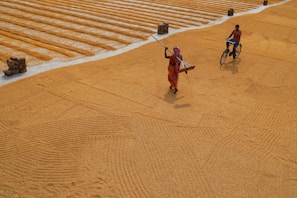 A vast area of harvested grain spread out for drying with distinct rows can be seen. Two individuals, one walking with a tool and another riding a bicycle, traverse the grain-covered surface. Bricks are stacked at intervals along the edges.