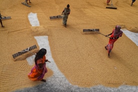 A group of people wearing colorful clothing are working in a large area spread with what appears to be grains or seeds. They are using large wooden rakes to spread the grains evenly across the ground.