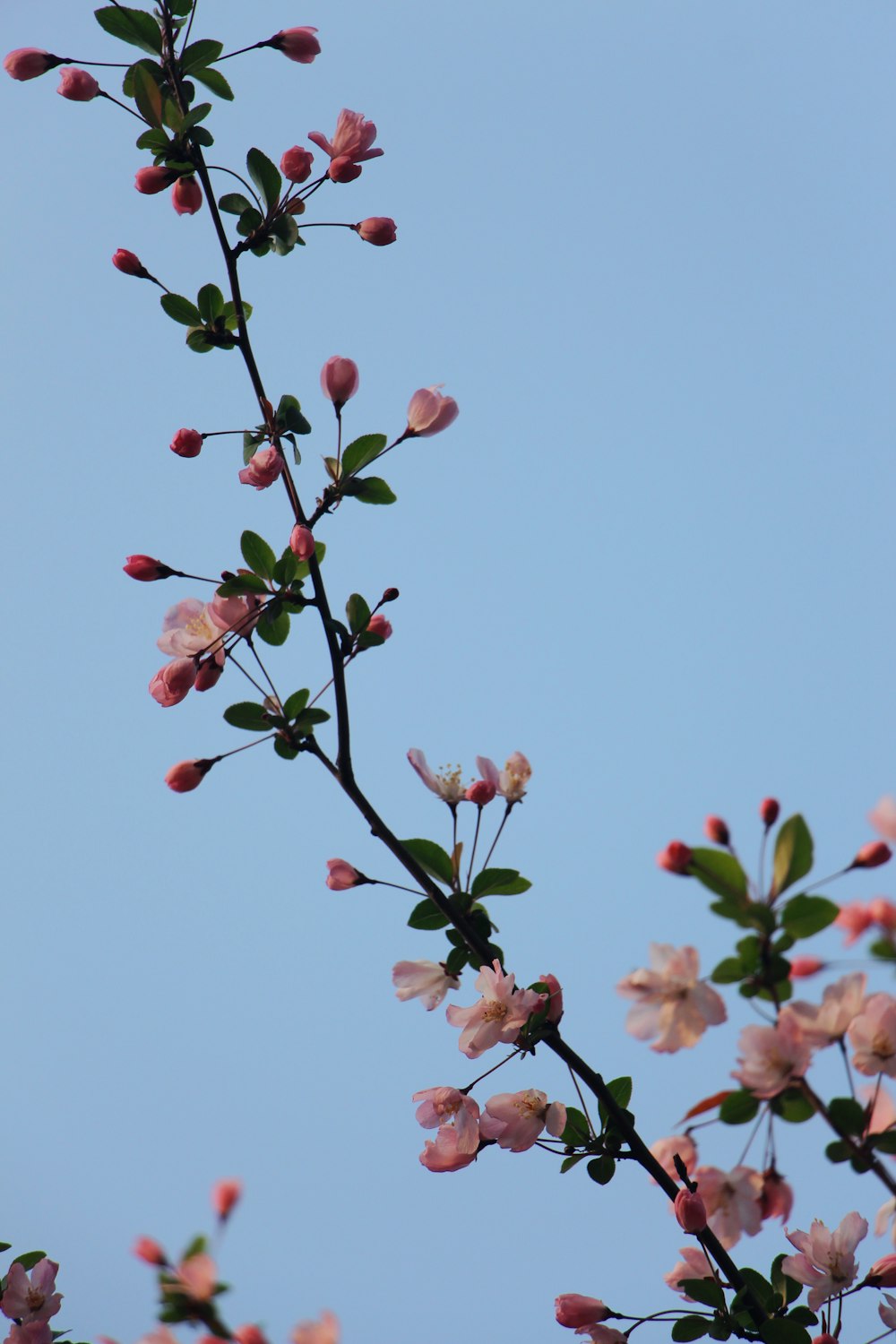 a branch with pink flowers against a blue sky