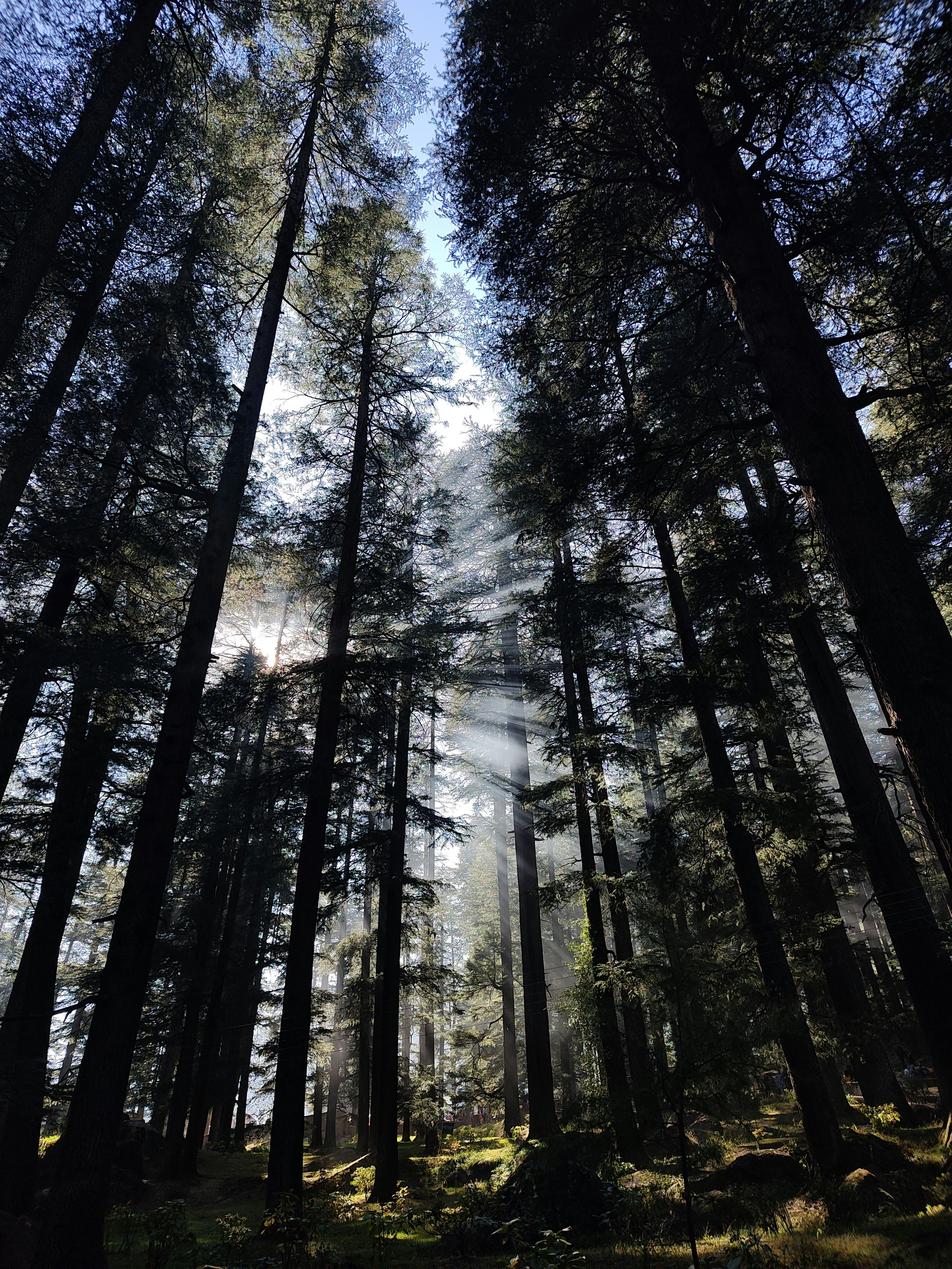 Sun rays filtering through dark forest canopy, dramatic crepuscular rays, deep shadows between ancient trees, spiritual and profound
