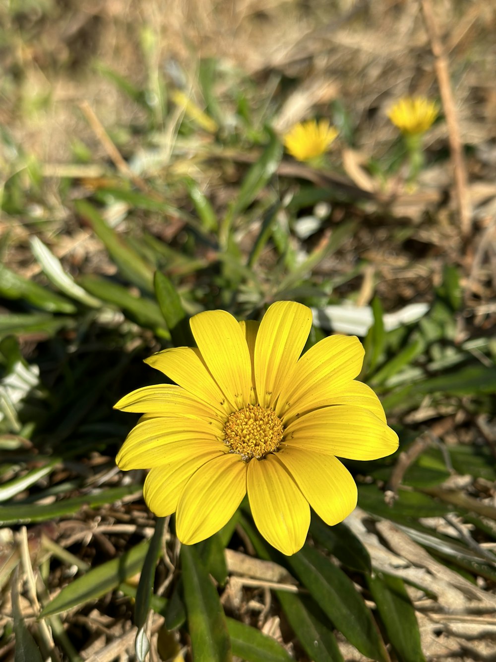 a close up of a yellow flower on the ground