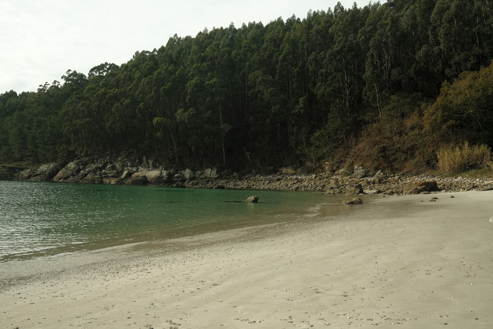 a sandy beach next to a forest covered hillside