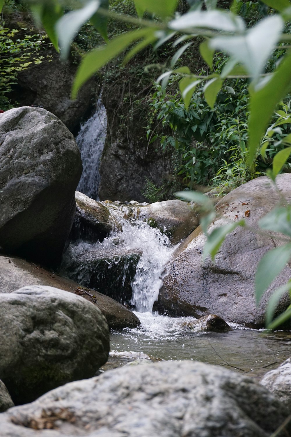 a stream of water running through a lush green forest