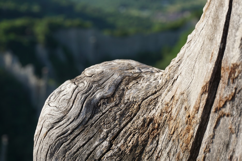 a close up of a tree trunk with mountains in the background