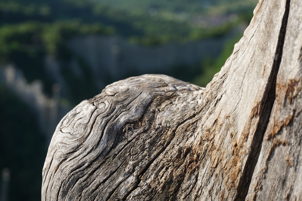 un gros plan d’un tronc d’arbre avec des montagnes en arrière-plan