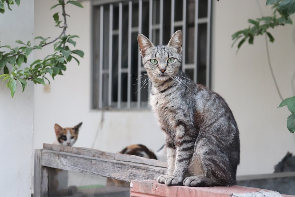 a couple of cats sitting on top of a wooden bench