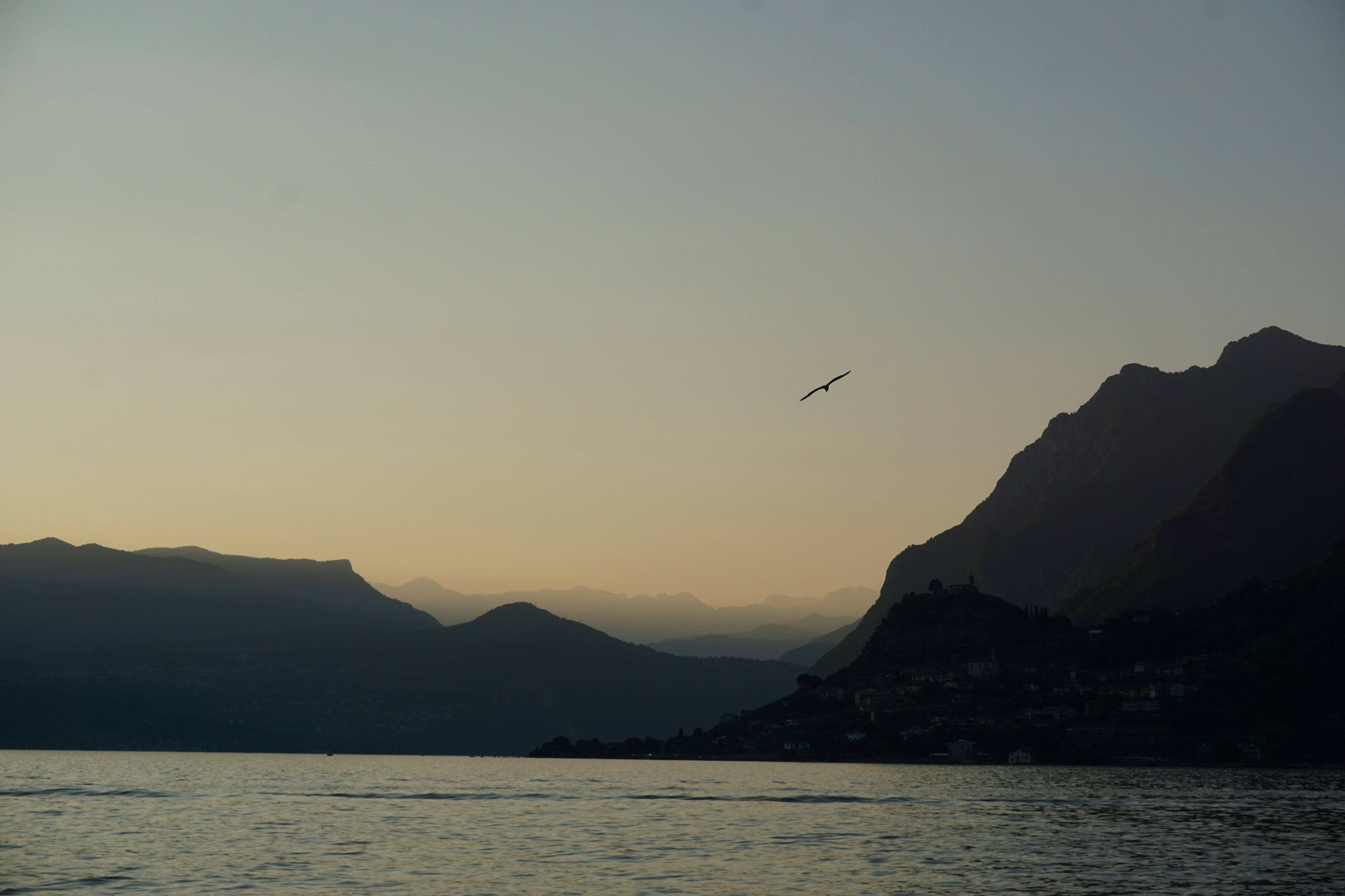 a bird flying over a body of water