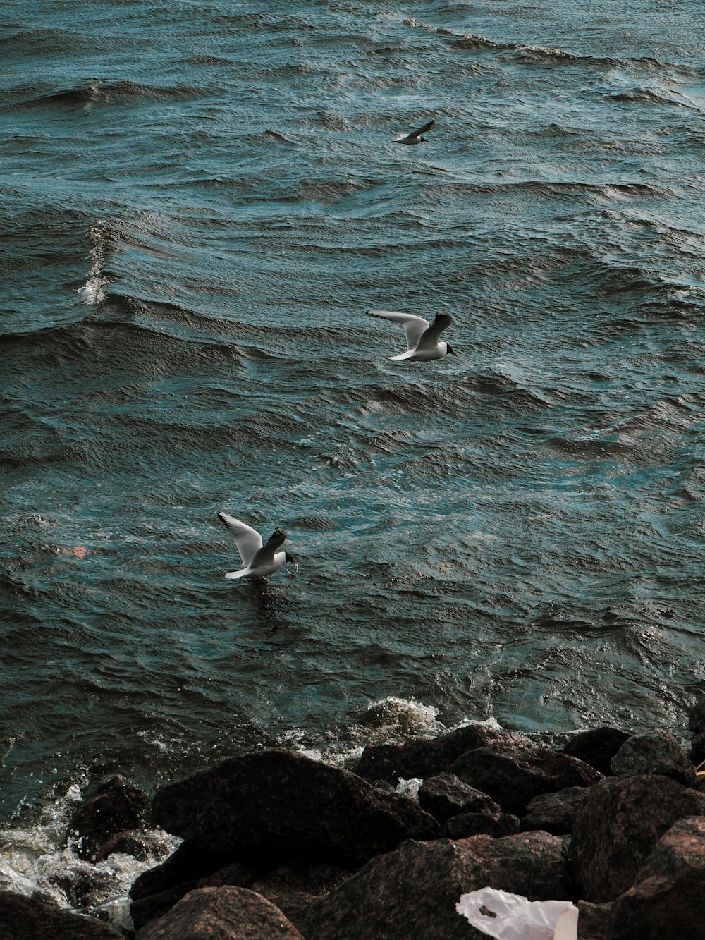 une volée d’oiseaux survolant un plan d’eau