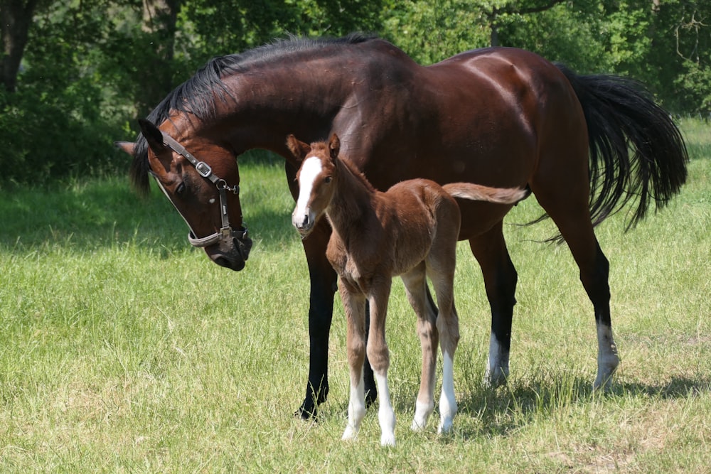 a brown horse standing next to a baby horse on a lush green field