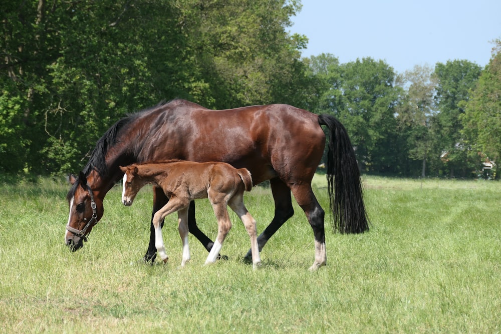 a horse and a foal grazing in a field