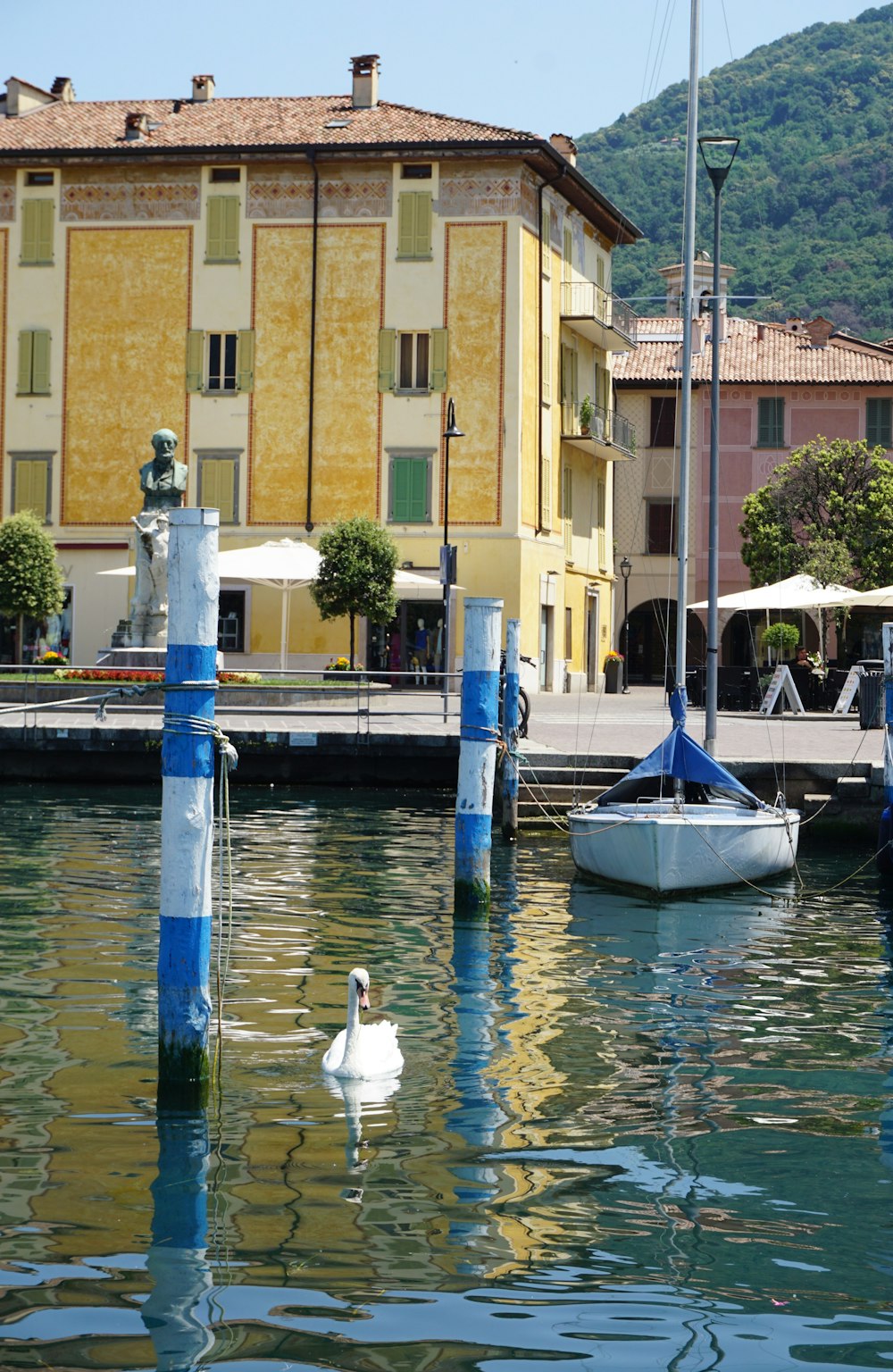 a white swan floating on top of a body of water