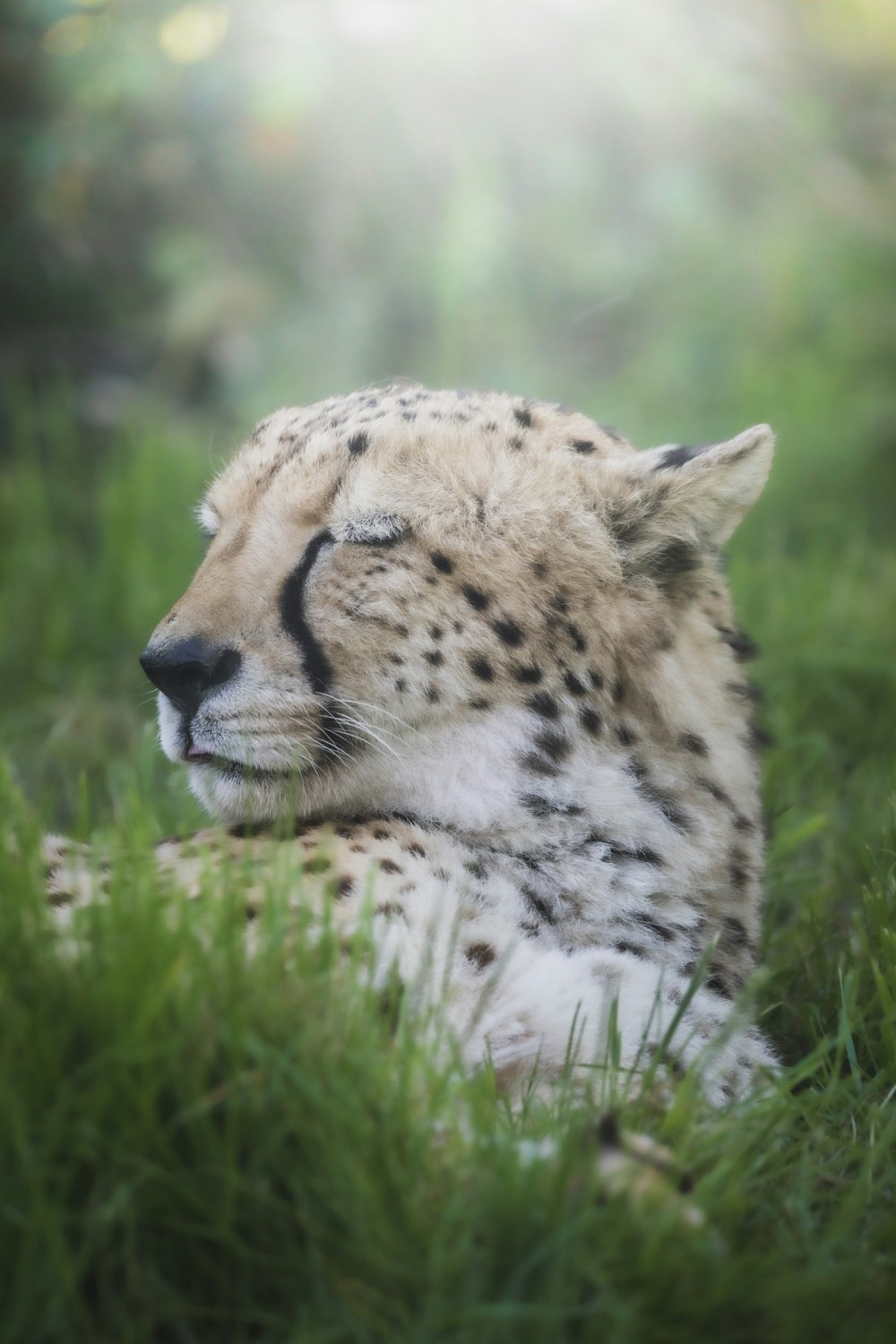 a close up of a cheetah laying in the grass