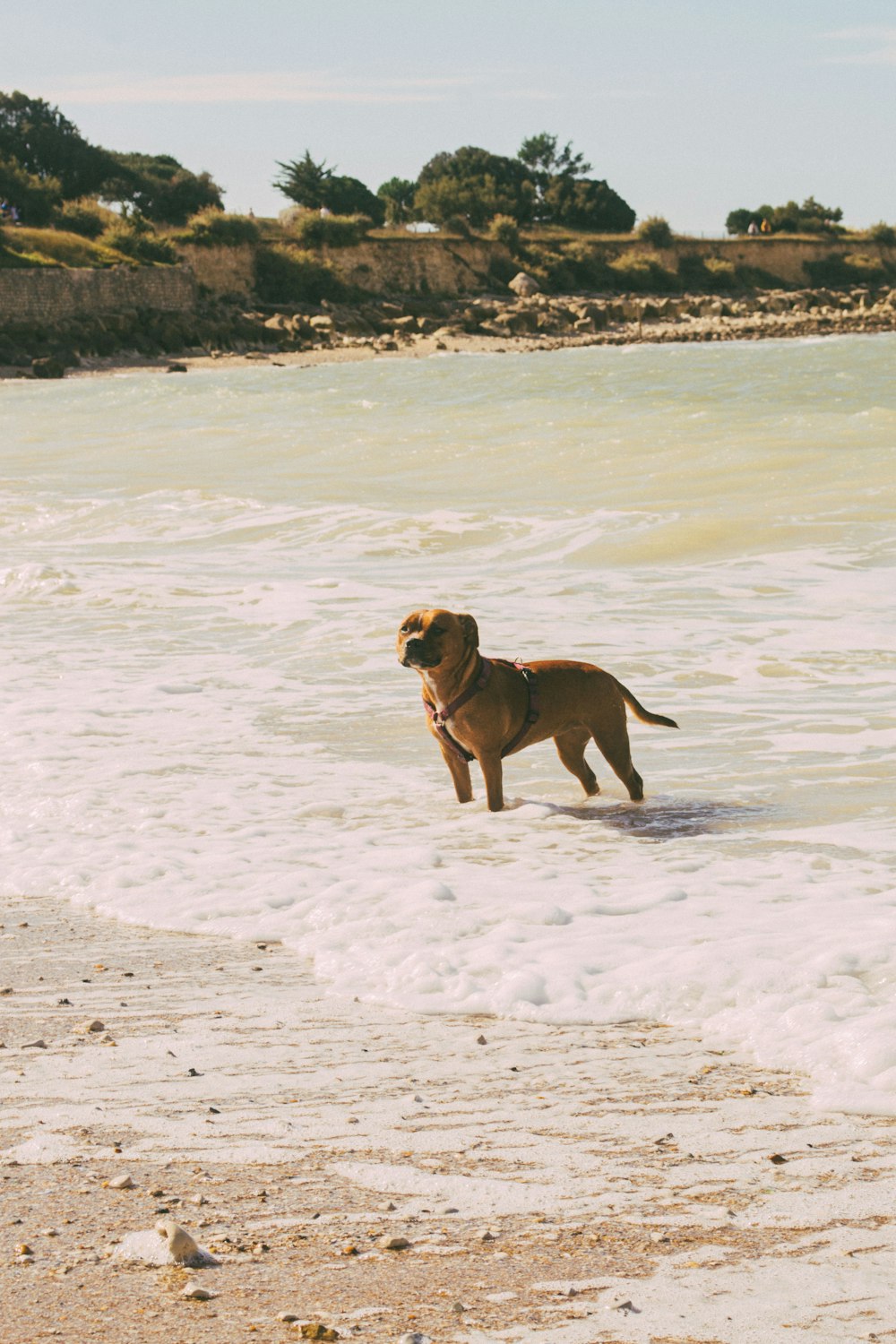 a brown dog standing on top of a sandy beach