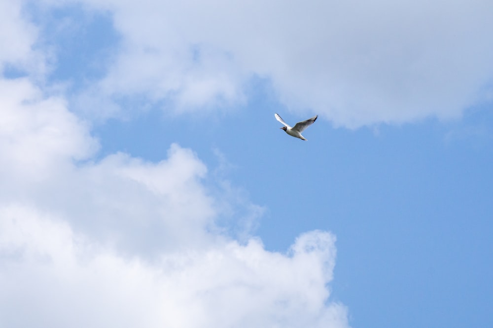 a bird flying through a cloudy blue sky