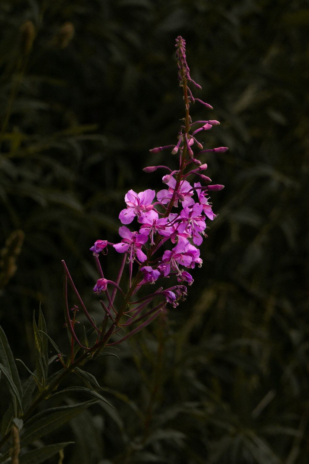 a close up of a purple flower on a plant