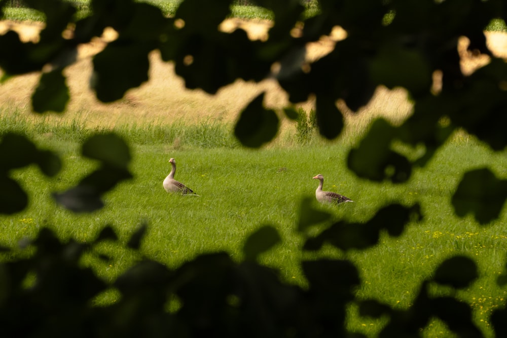 two ducks are walking through a grassy field