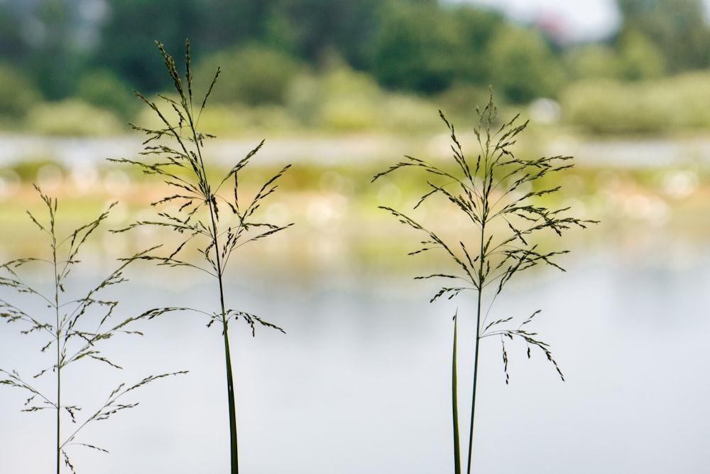 a couple of plants that are by a body of water