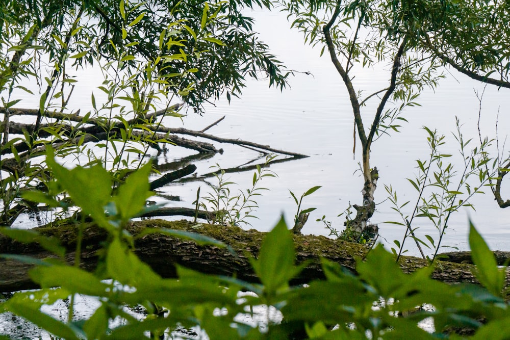 a bird is sitting on a log in the water