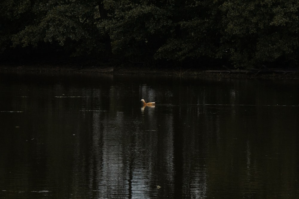 a dog swimming in the middle of a lake