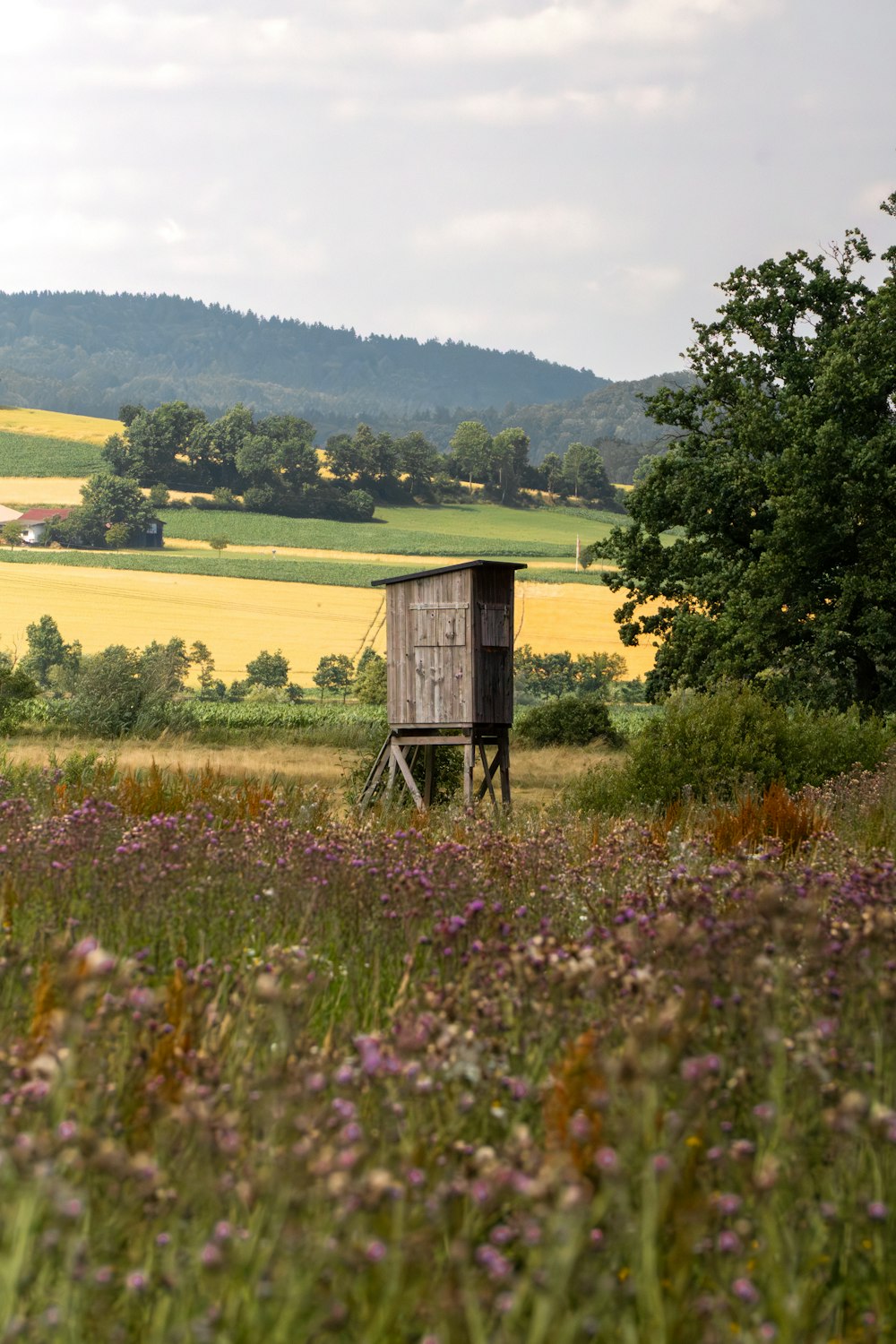 a wooden outhouse in a field of wildflowers