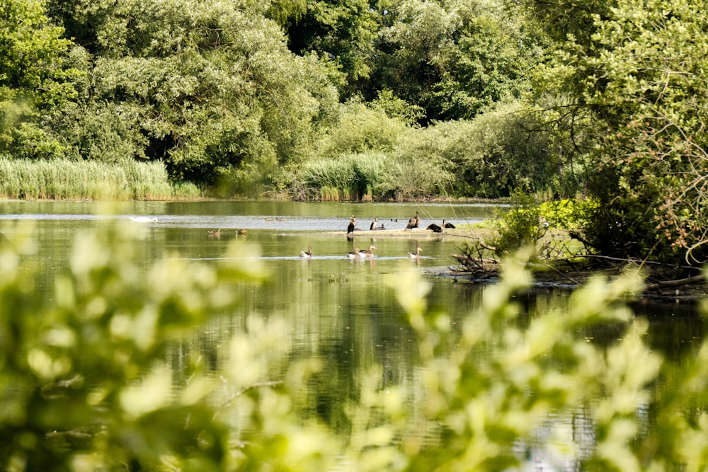 a group of birds sitting on top of a lake surrounded by trees