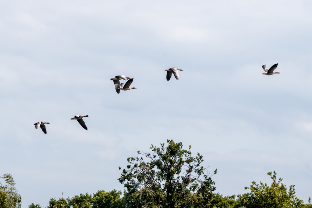 a flock of birds flying through a cloudy blue sky