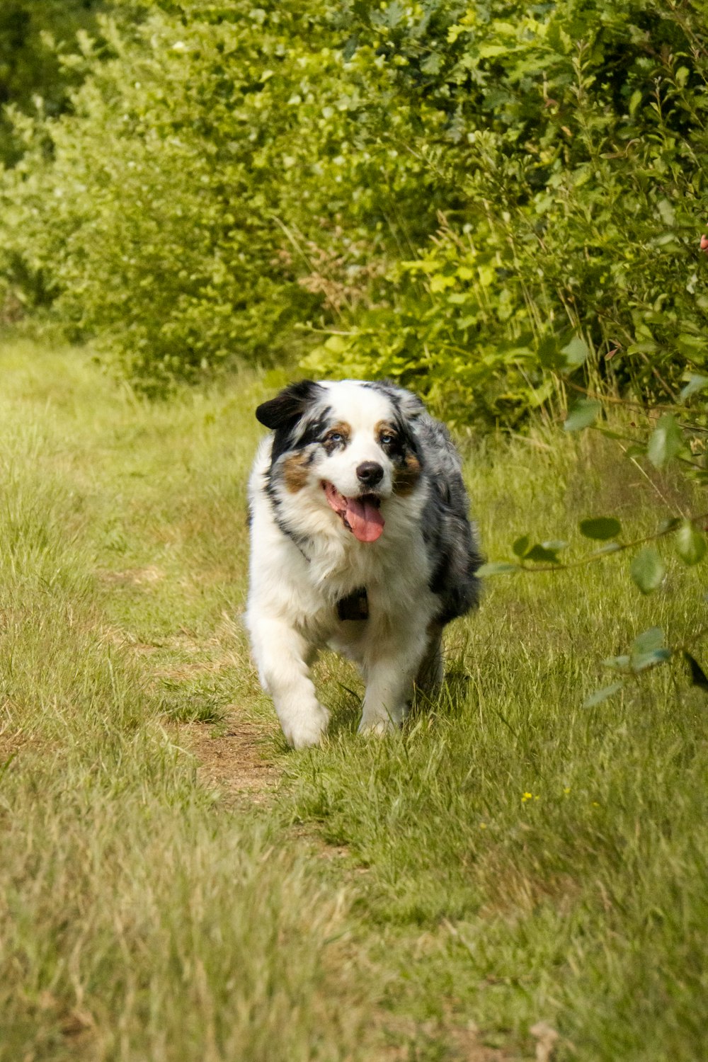 Um cachorro preto e branco está correndo pela grama