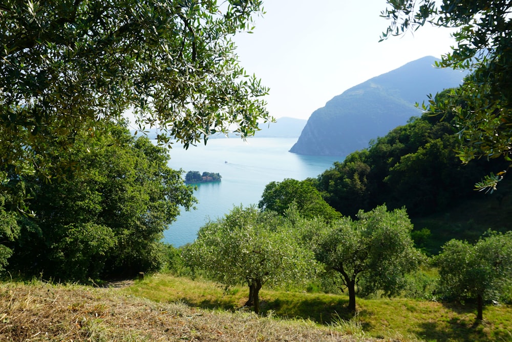 a view of a body of water surrounded by trees