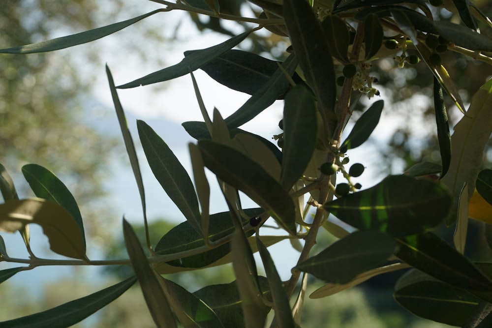 Ein Olivenbaum mit vielen grünen Blättern